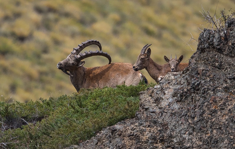 Siberian ibex Gobi desert cliffs wildlife Mongolia